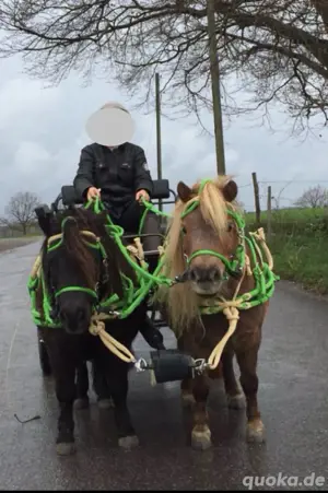 Pflegebeteiligung für meine Ponys Bild 3