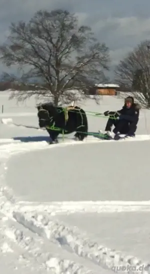 Pflegebeteiligung für meine Ponys Bild 2