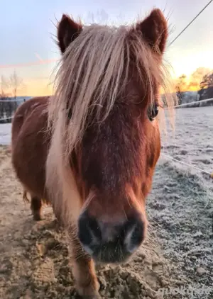 Pflegebeteiligung für meine Ponys Bild 4