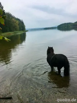 Pflegebeteiligung für meine Ponys Bild 7