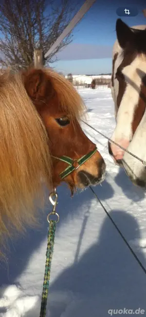 Pflegebeteiligung für meine Ponys Bild 8