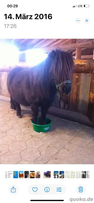 Pflegebeteiligung für meine Ponys Bild 9