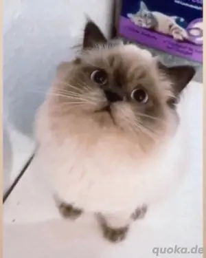 BKH BLH Deckkater Blue Point mit sehr guter Deckerfahrung Bild 3