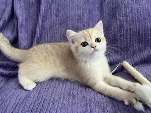 Bkh Katze(Kitte)ABHOLBEREIT Stammbaum geimpft komplett 