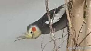 nyphensittiche       Bild 2