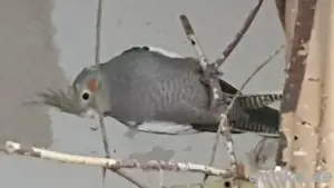 nyphensittiche       Bild 3