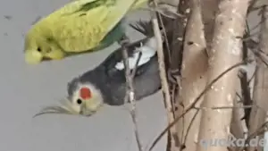 nyphensittiche       Bild 4