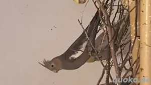 NYmphensittiche    Bild 8