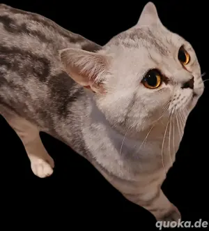 Britisch kurzhaar Deckkater  Bild 2