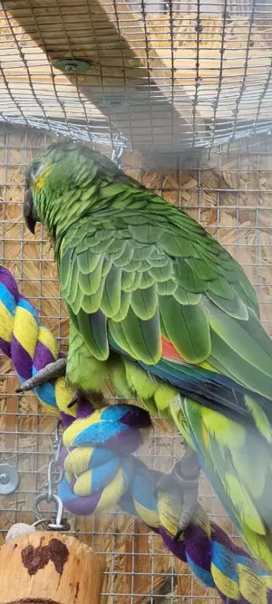 Gelbstirn und Blaustirn Amazonen