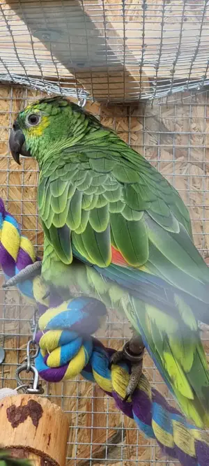 Gelbstirn und Blaustirn Amazonen Bild 2