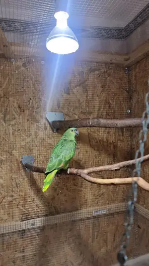 Gelbstirn und Blaustirn Amazonen Bild 3