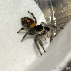 Phidippus Regius Soroa FH 2-3 Springspinne  Bild 2