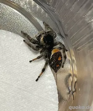 Phidippus Regius Soroa FH 2-3 Springspinne  Bild 5