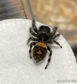 Phidippus Regius Soroa FH 2-3 Springspinne  Bild 3