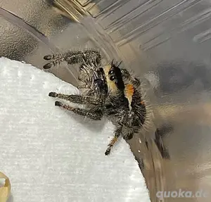 Phidippus Regius Soroa FH 2-3 Springspinne  Bild 4