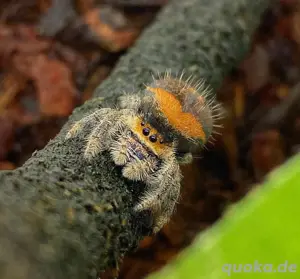 Phidippus Regius Soroa FH 2-3 Springspinne 