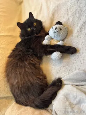 Alamo möchte eine Chance in seinem Leben wer schenkt ihm diese