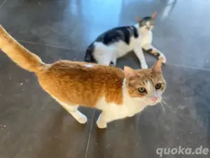 BLUES    Sanfter Schmusekater sucht liebevolles Zuhause mit Herz Ca. 3 Jahre alt | FIV-positiv |