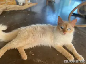 BUBBY  Verspielter Sonnenschein sucht liebevolles Zuhause