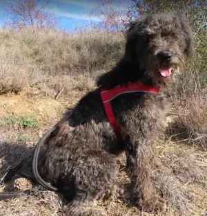 NAYELI - so ein tolles Mädchen (wartet in Rumänien) 