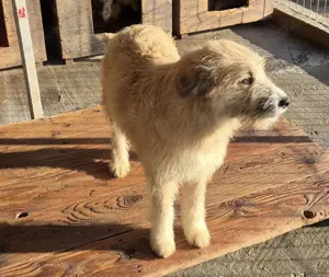 Süße Hündin Carla stellt sich vor