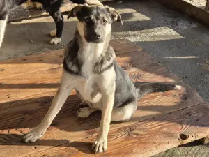 Die süße Hündin Gina sucht ihr neues Zuhause