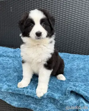 13 Wochen alter Apollo sucht ein liebevolles Zuhause