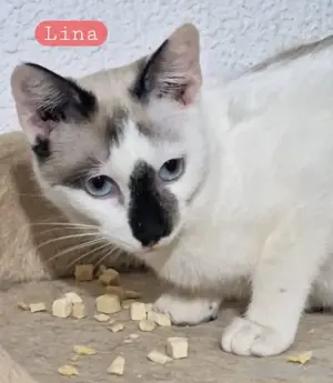 Lina und Luna Siam-mixe 