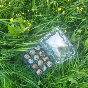 Frische Wachteleier Bild 2