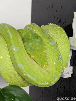 Morelia Viridis 1.0 
