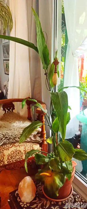 Baumstrelitzie 1,20 m hoch 