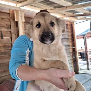 Hündin 028405 sucht ihr eigenes Zuhause Bild 3