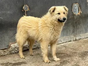 Hündin 028405 sucht ihr eigenes Zuhause Bild 2