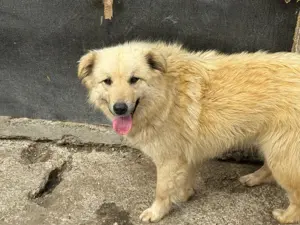 Hündin 028405 sucht ihr eigenes Zuhause