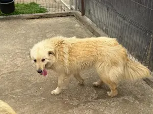 Hündin 028405 sucht ihr eigenes Zuhause Bild 4