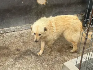 Hündin 028405 sucht ihr eigenes Zuhause Bild 5