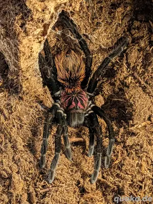 Vogelspinne Xenesthis Intermedia Weibchen 0.0.1 ca. 6 cm KL