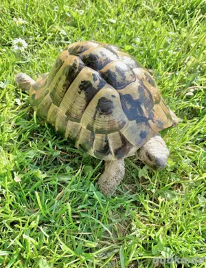 Griechische Landschieldkröte