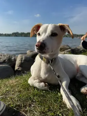 Manolo der Herzensgute weiße Dackel mit leichter Gehbehinderung Bild 8