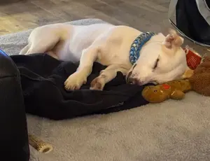 Manolo der Herzensgute weiße Dackel mit leichter Gehbehinderung Bild 7