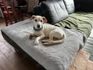 Manolo der Herzensgute weiße Dackel mit leichter Gehbehinderung Bild 9