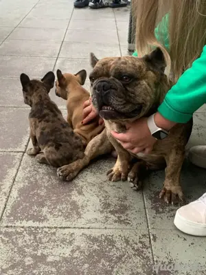 Französische Bulldogge Deckrüde Bild 3
