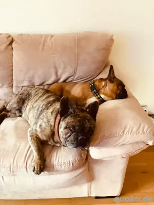 Französische Bulldogge Deckrüde Bild 7