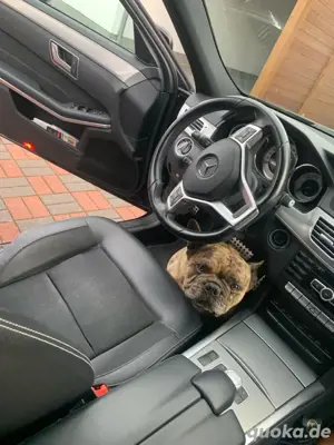 Französische Bulldogge Deckrüde