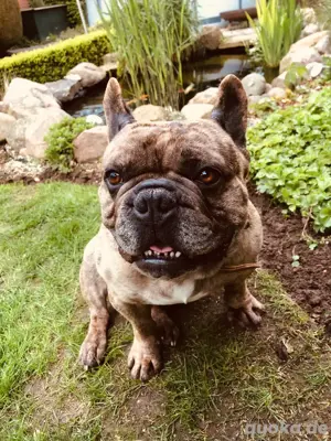 Französische Bulldogge Deckrüde Bild 4