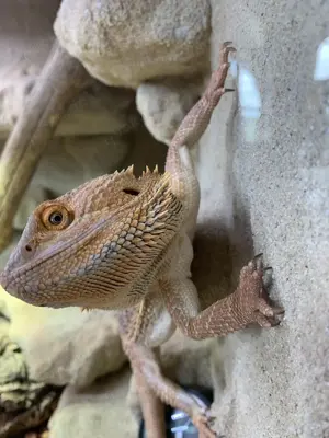 Bartagame abzugeben