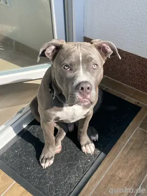 Cane Corso Mischling