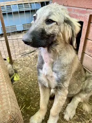 Selma ist eine Schmusekönigin    Bild 2