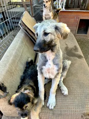 Selma ist eine Schmusekönigin    Bild 4